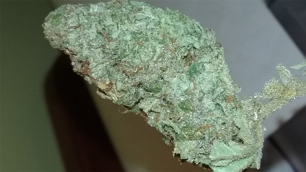Hashplant Haze marijuana strain flower with blueberry and pepper flavor and happy / uplifted effects - Rare Harvest sativa