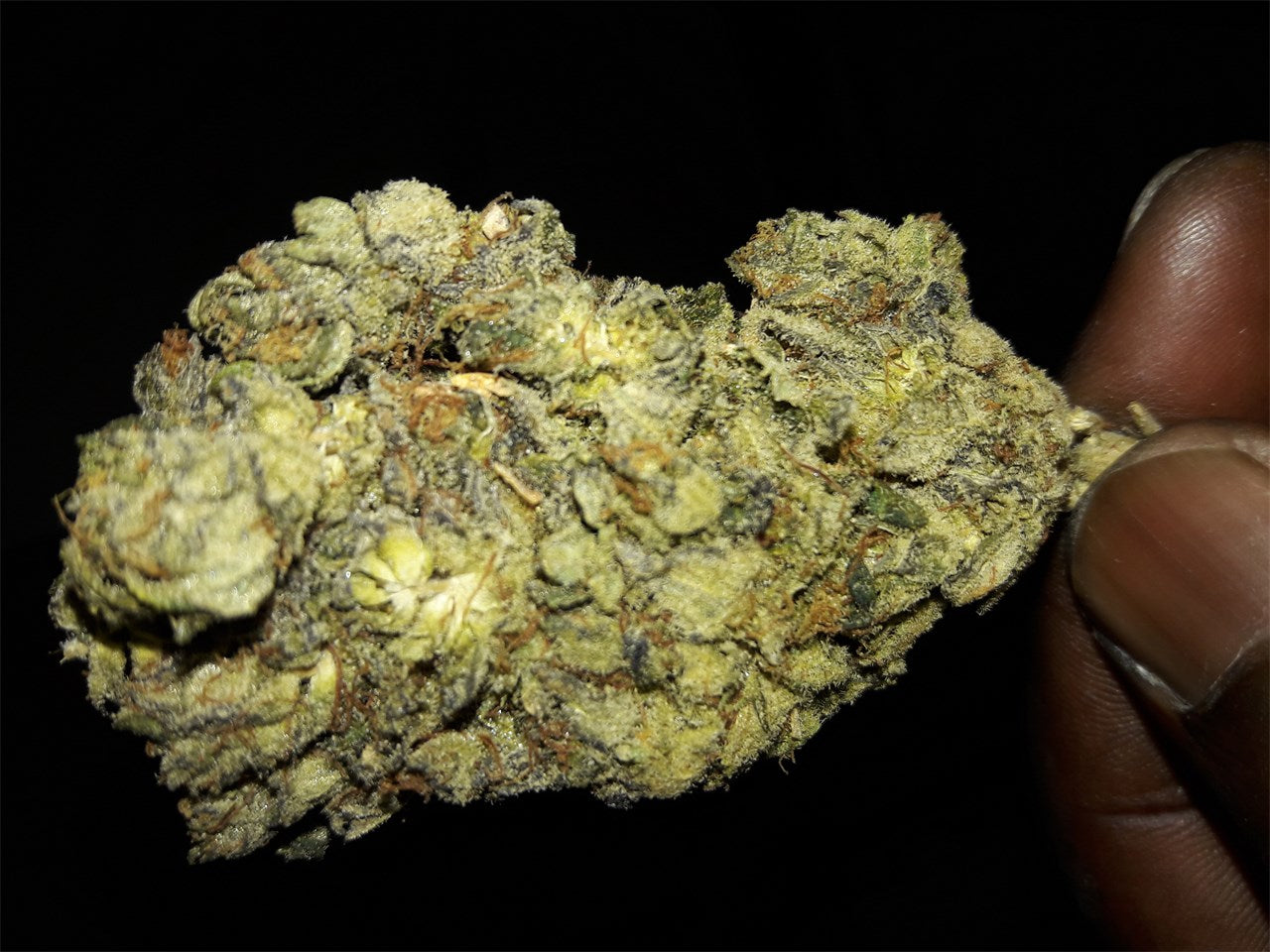 Hawaiian Cookies marijuana strain flower with pineapple and sweet flavor and happy / energetic effects - Rare Harvest hybrid