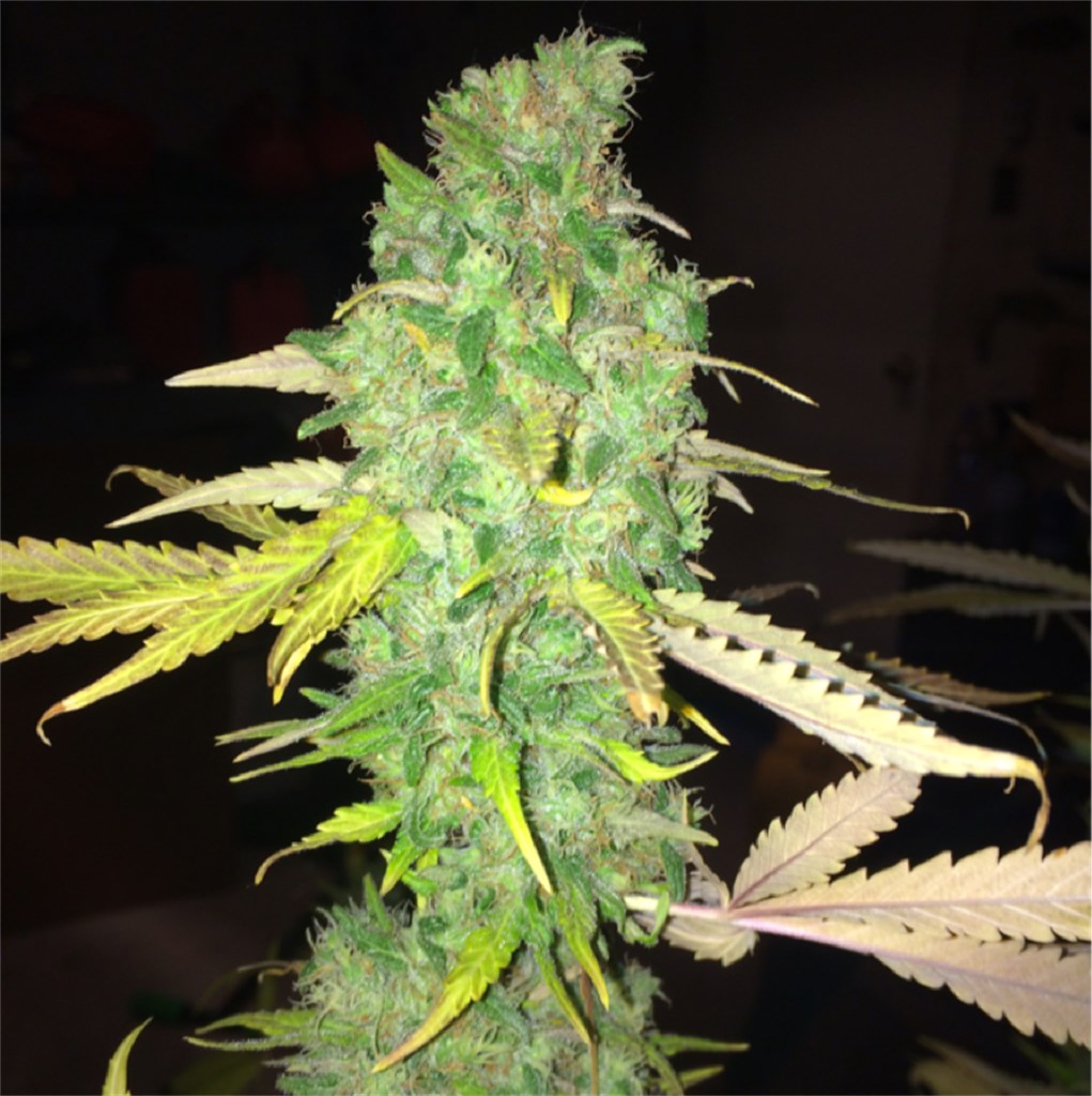 Hawaiian Mayan Gold marijuana strain flower with pineapple and mint flavor and energetic / creative effects - Rare Harvest sativa