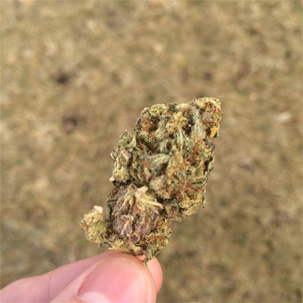 Hawaiian Purple Kush marijuana strain flower with tropical and sweet flavor and giggly / relaxed effects - Rare Harvest indica