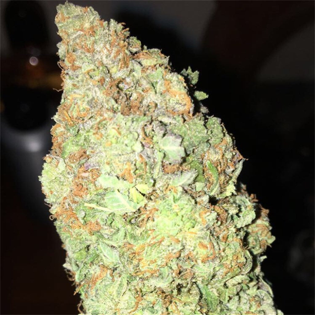 Hawaiian Sunrise marijuana strain flower with berry and lemon flavor and energetic / uplifted effects - Rare Harvest hybrid