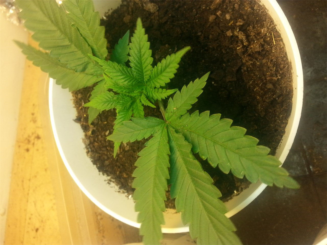 Hawaiian marijuana strain flower with tropical and citrus flavor and happy / uplifted effects - Rare Harvest sativa