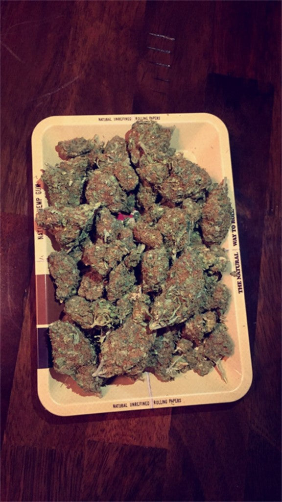 Haze Heaven marijuana strain flower with blueberry and pungent flavor and talkative / energetic effects - Rare Harvest hybrid