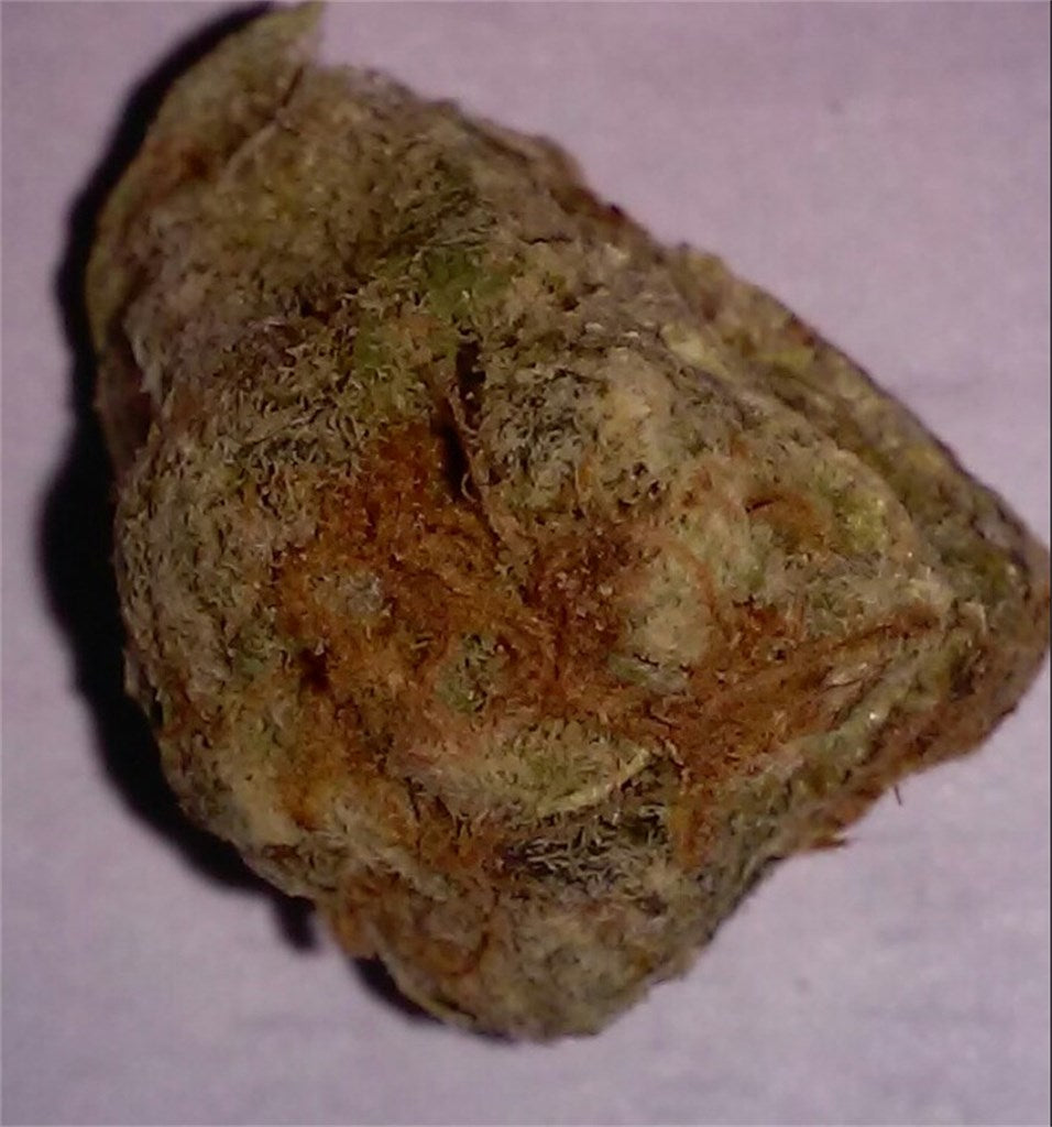 Haze Wreck marijuana strain flower with cheese and mango flavor and talkative / energetic effects - Rare Harvest sativa