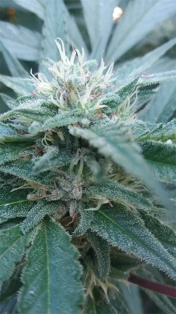 Hemlock marijuana strain flower with ammonia and pine flavor and focused / uplifted effects - Rare Harvest hybrid