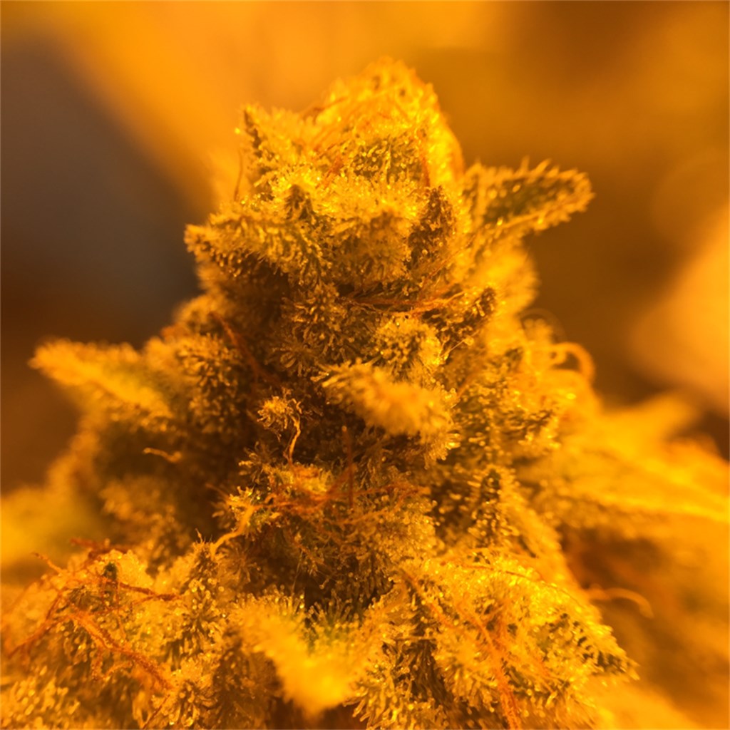 Hibiscus Sunrise marijuana strain flower with flowery and lavender flavor and energetic / euphoric effects - Rare Harvest hybrid