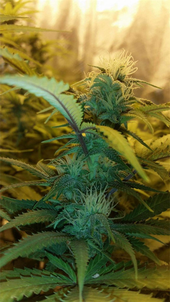 Hippie Chicken marijuana strain flower with tree fruit and pepper flavor and giggly / creative effects - Rare Harvest sativa