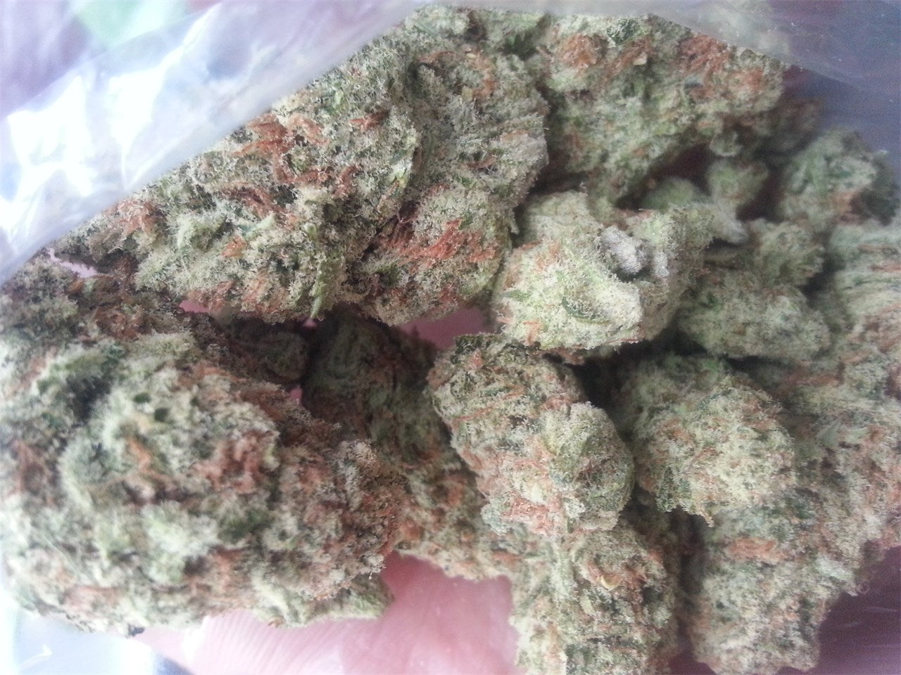 Hippie Crippler marijuana strain flower with pine and earthy flavor and happy / uplifted effects - Rare Harvest hybrid