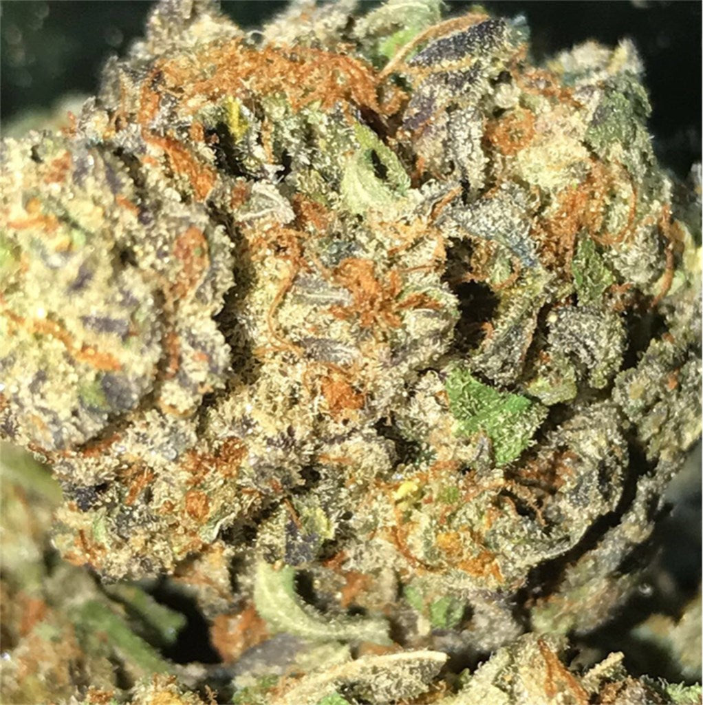 Hog's Breath marijuana strain flower with cheese and pungent flavor and sleepy / creative effects - Rare Harvest indica