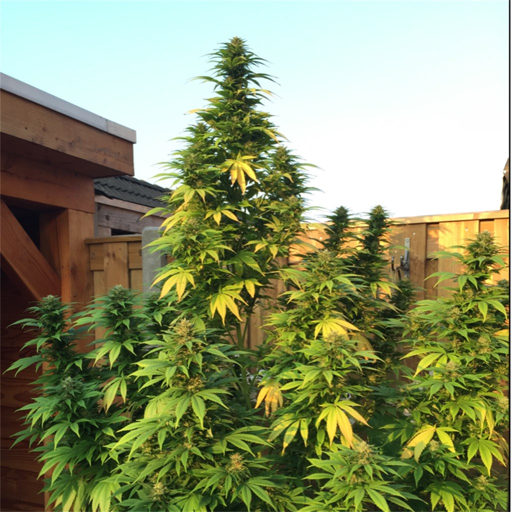 Holland's Hope marijuana strain flower with sweet and tea flavor and sleepy / hungry effects - Rare Harvest indica