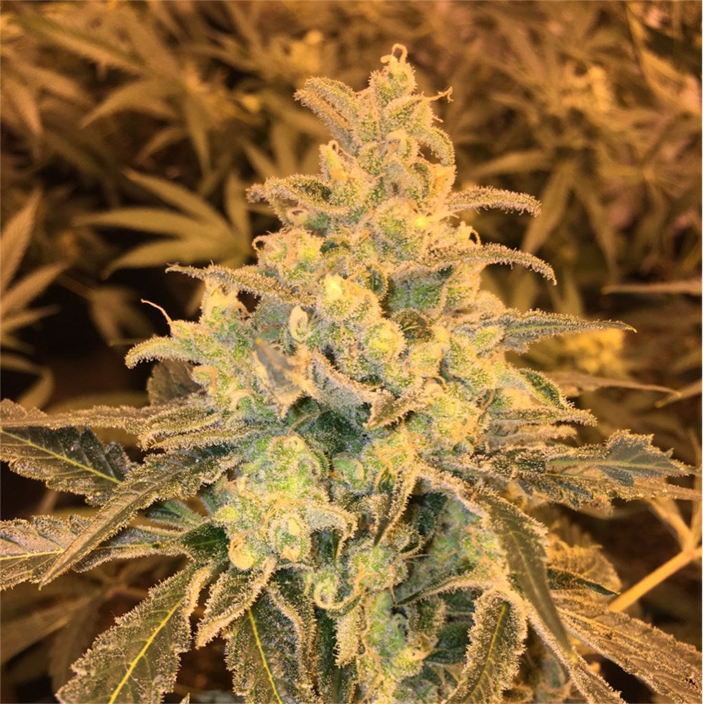 Honey Bananas marijuana strain flower with honey and tree fruit flavor and giggly / happy effects - Rare Harvest hybrid