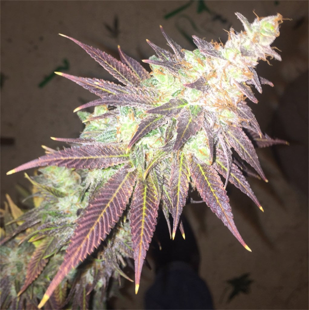 Honey Boo Boo marijuana strain flower with honey and sweet flavor and relaxed / sleepy effects - Rare Harvest indica