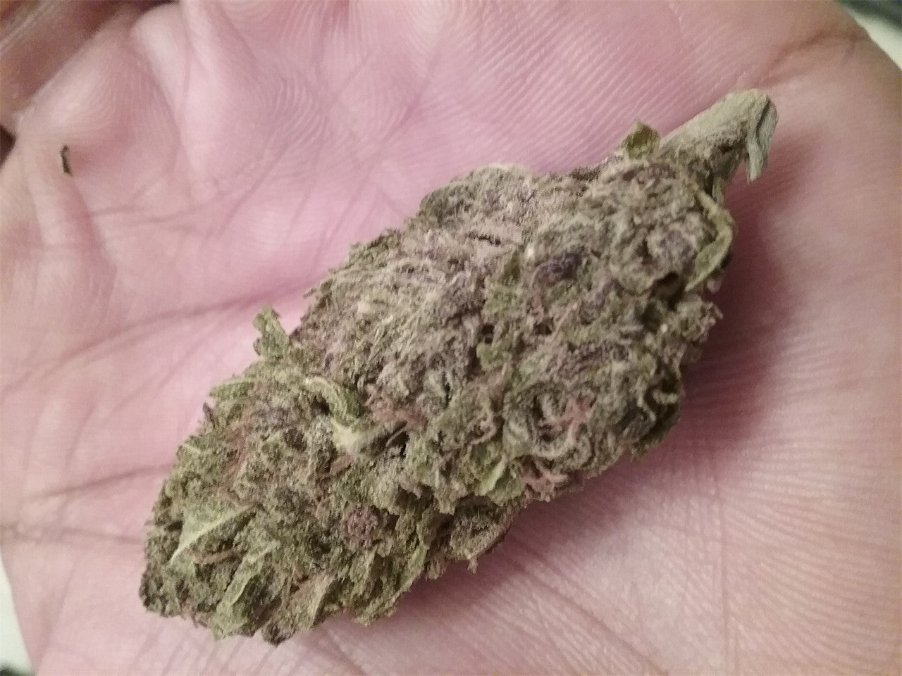 Humboldt Headband marijuana strain flower with grape and diesel flavor and sleepy / euphoric effects - Rare Harvest indica