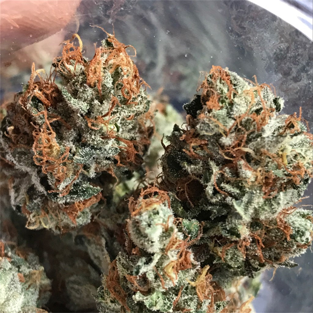 Hustler Kush marijuana strain flower with blueberry and diesel flavor and energetic / uplifted effects - Rare Harvest hybrid