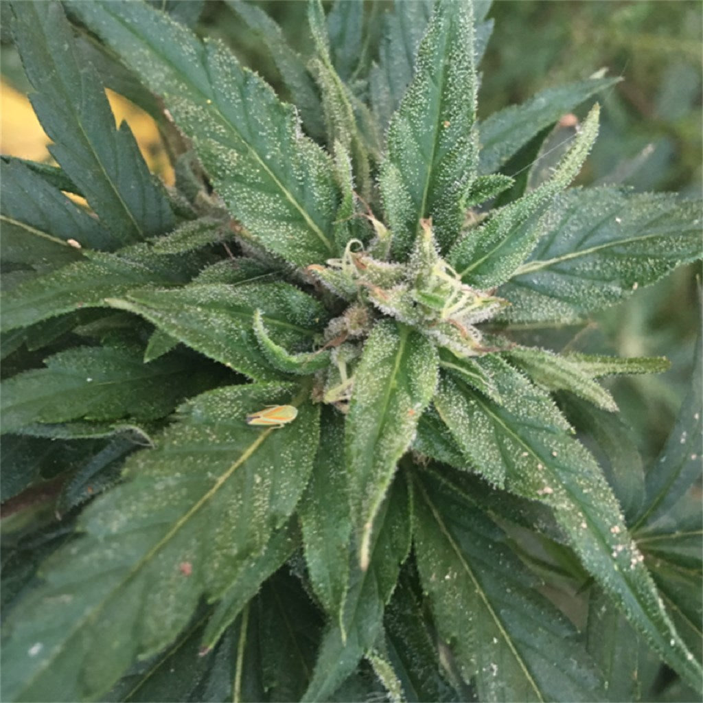 I-95 marijuana strain flower with diesel and skunk flavor and euphoric / focused effects - Rare Harvest hybrid