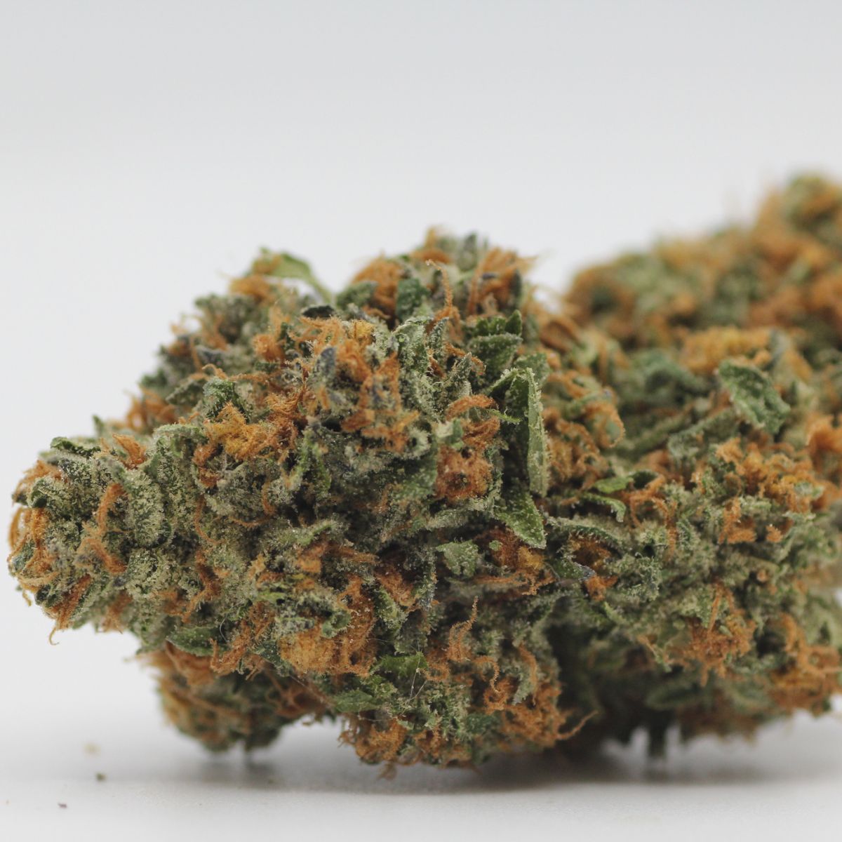 Orange Zottzz marijuana strain flower - Rare Harvest hybrid