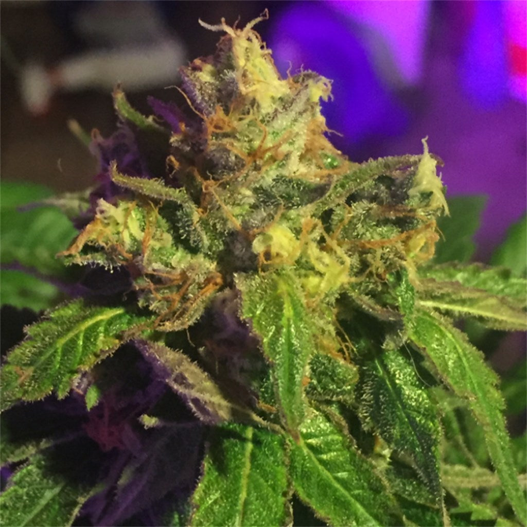 Ice marijuana strain flower with menthol and chemical flavor and focused / euphoric effects - Rare Harvest hybrid