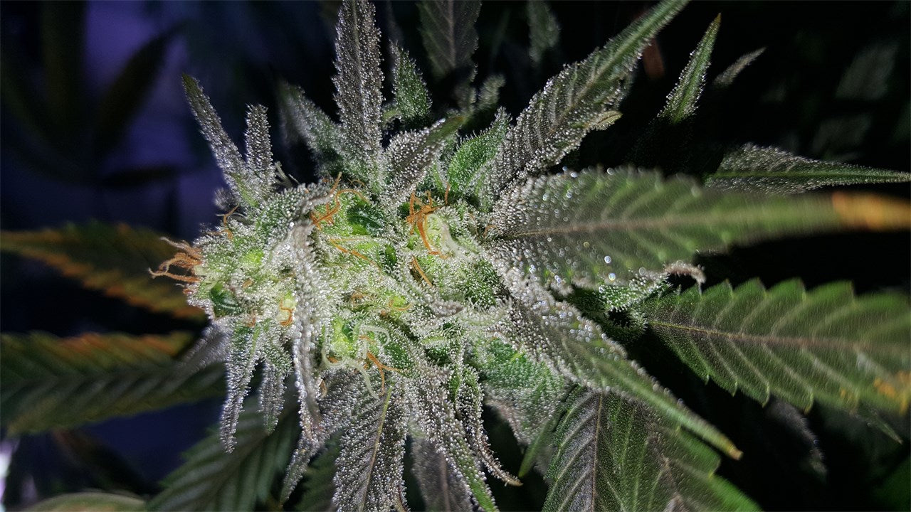 ICED Grapefruit marijuana strain flower with grapefruit and citrus flavor and happy / focused effects - Rare Harvest hybrid