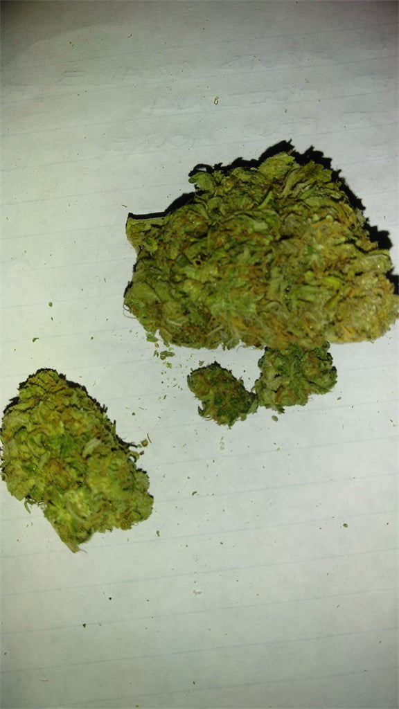 In The Pines marijuana strain flower with pine and pineapple flavor and focused / uplifted effects - Rare Harvest sativa