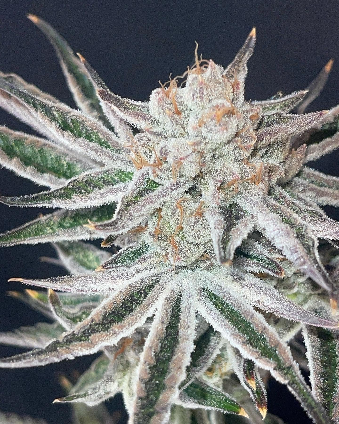 Ctrl-Alt-Delete marijuana strain flower with blueberry and berry flavor and happy / uplifted effects - Rare Harvest indica