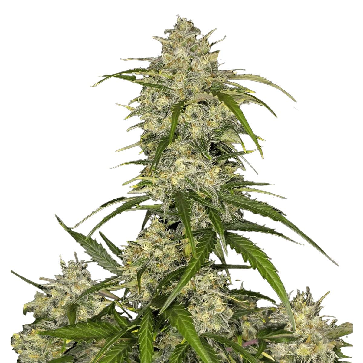 Sour Jealousy Auto marijuana strain flower with apricot and ammonia flavor and energetic / creative effects - Rare Harvest hybrid