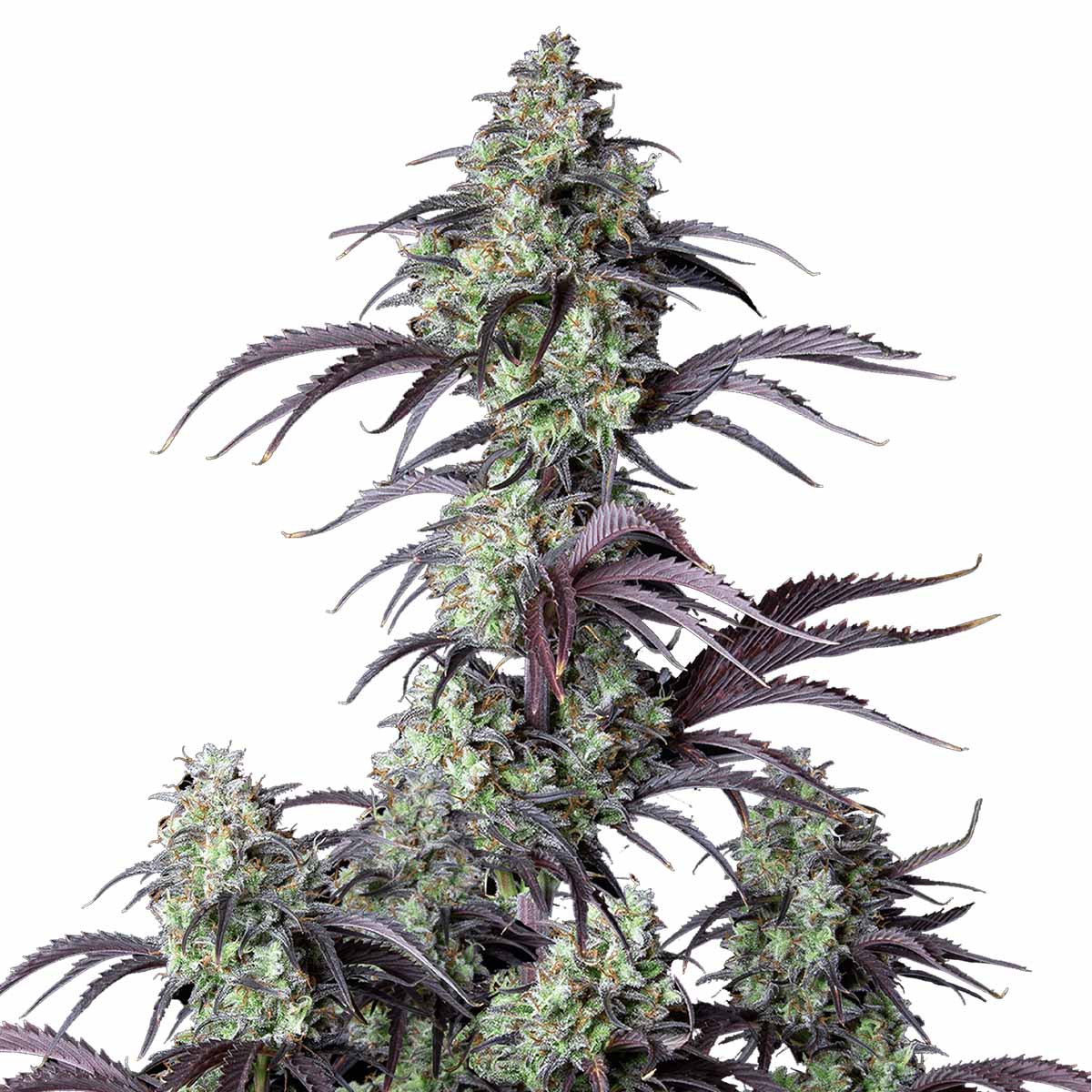 Mimosa Cake Auto marijuana strain flower - Rare Harvest hybrid