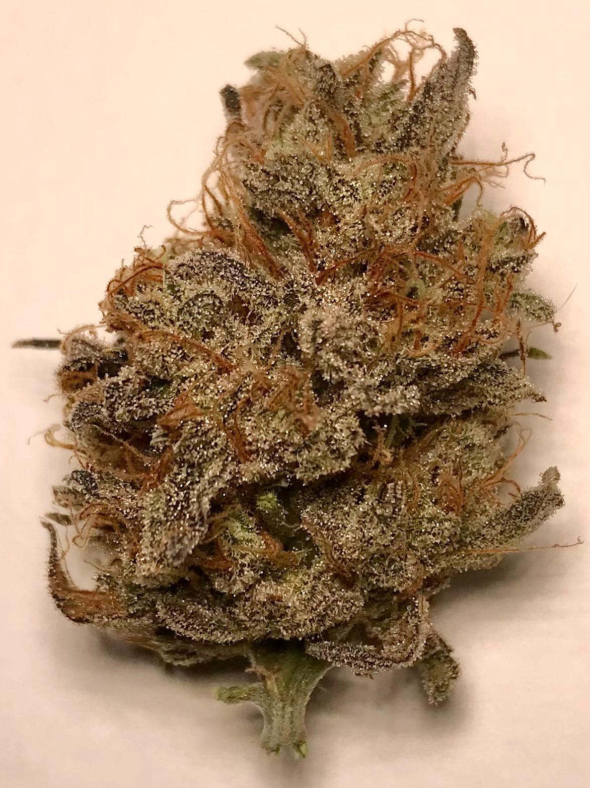 Sour Blue Sunrise marijuana strain flower with blueberry and diesel flavor and energetic / creative effects - Rare Harvest hybrid