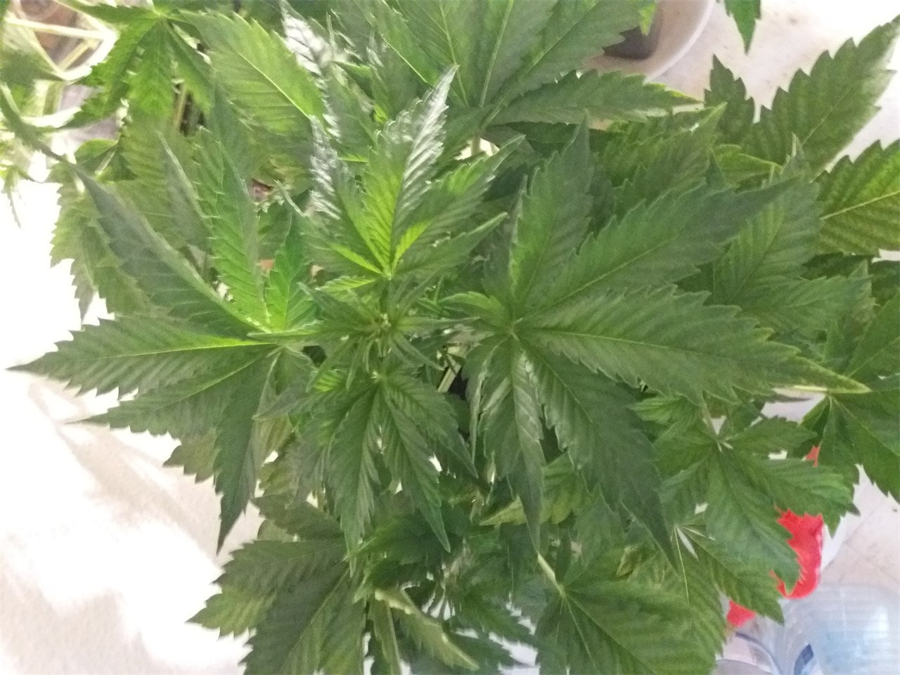 Jack 47 marijuana strain flower with chemical and lemon flavor and energetic / happy effects - Rare Harvest hybrid
