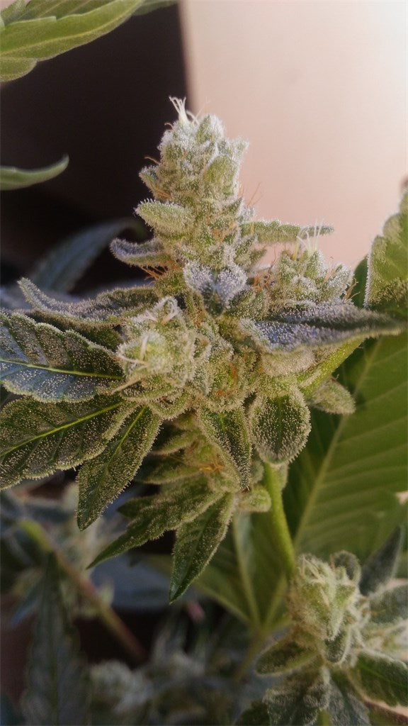 Jack Frost marijuana strain flower with pine and citrus flavor and euphoric / uplifted effects - Rare Harvest hybrid