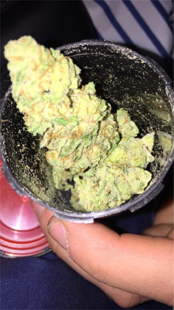 Jack's Cleaner marijuana strain flower with chemical and lemon flavor and focused / energetic effects - Rare Harvest sativa