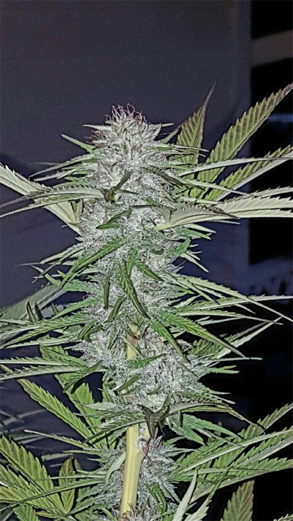 Jack's Dream marijuana strain flower with blueberry and berry flavor and focused / energetic effects - Rare Harvest hybrid