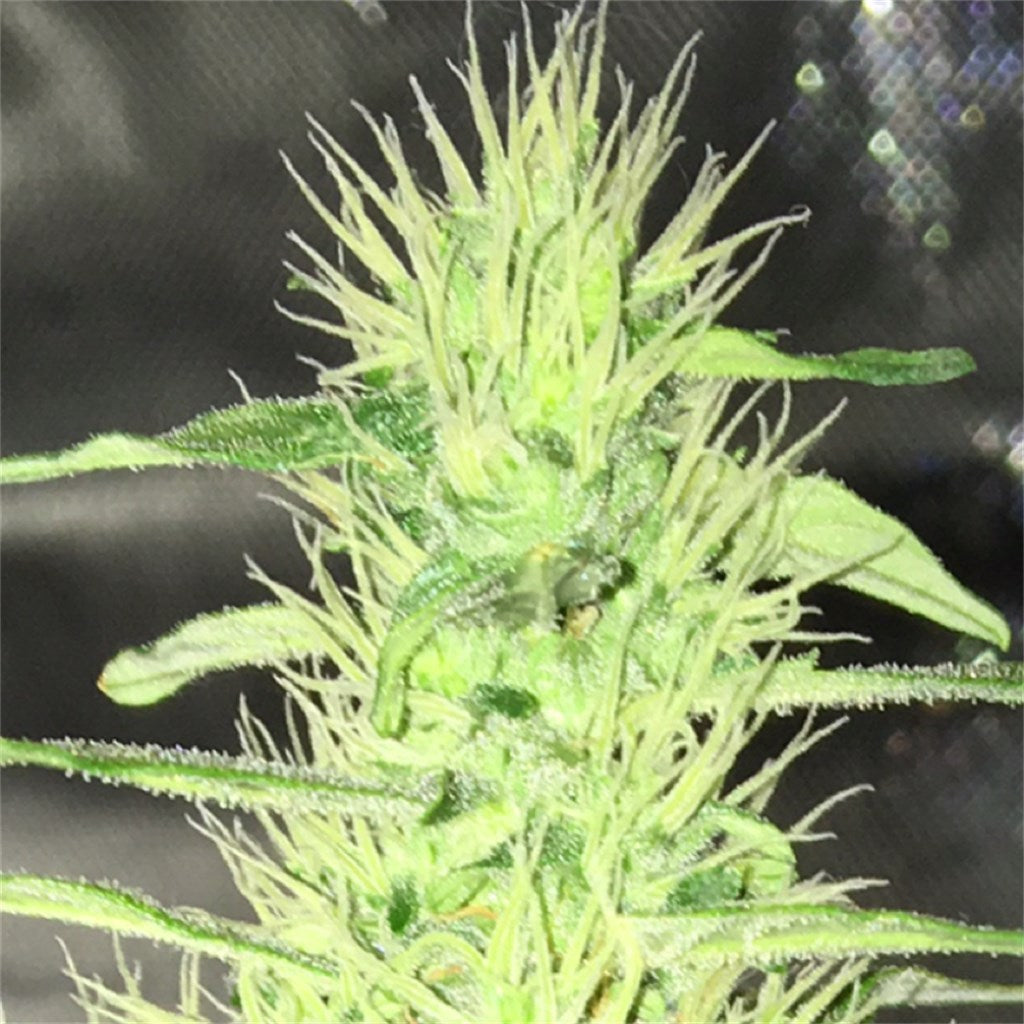 Jack Widow marijuana strain flower with mango and sweet flavor and creative / hungry effects - Rare Harvest hybrid