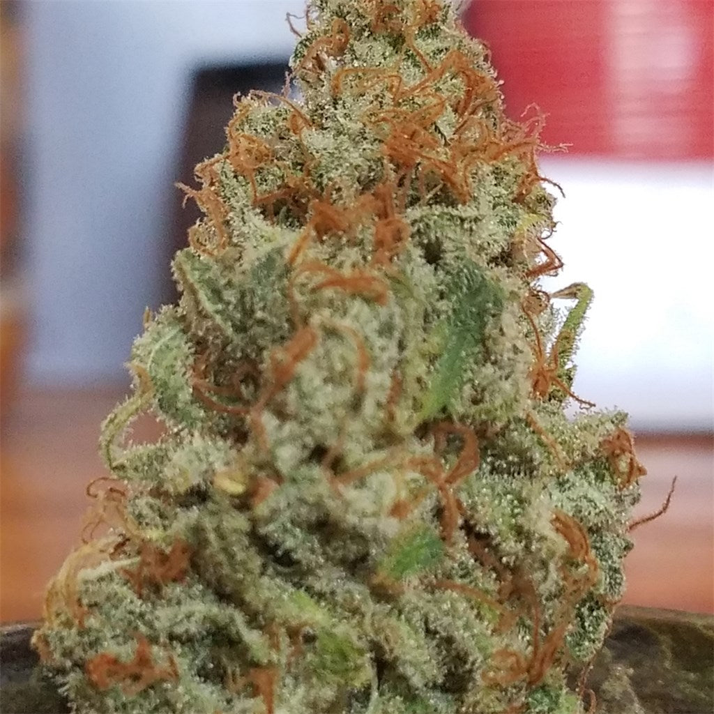 Jacked-Up marijuana strain flower with blueberry and diesel flavor and energetic / uplifted effects - Rare Harvest hybrid