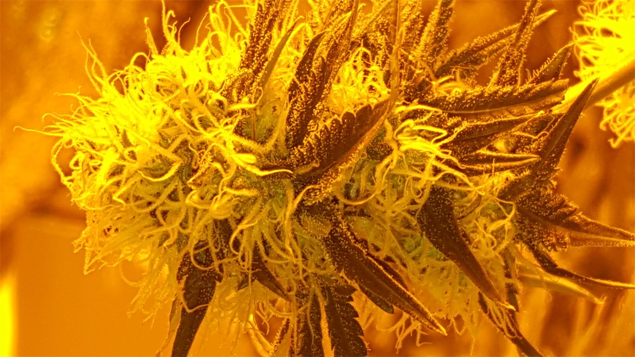 Jacky White marijuana strain flower with grapefruit and menthol flavor and energetic / focused effects - Rare Harvest sativa