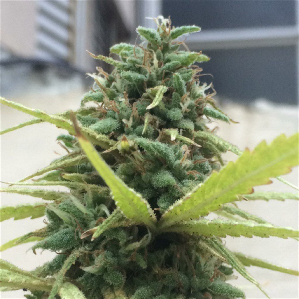 Jamaican Dream marijuana strain flower with tropical and flowery flavor and energetic / happy effects - Rare Harvest sativa