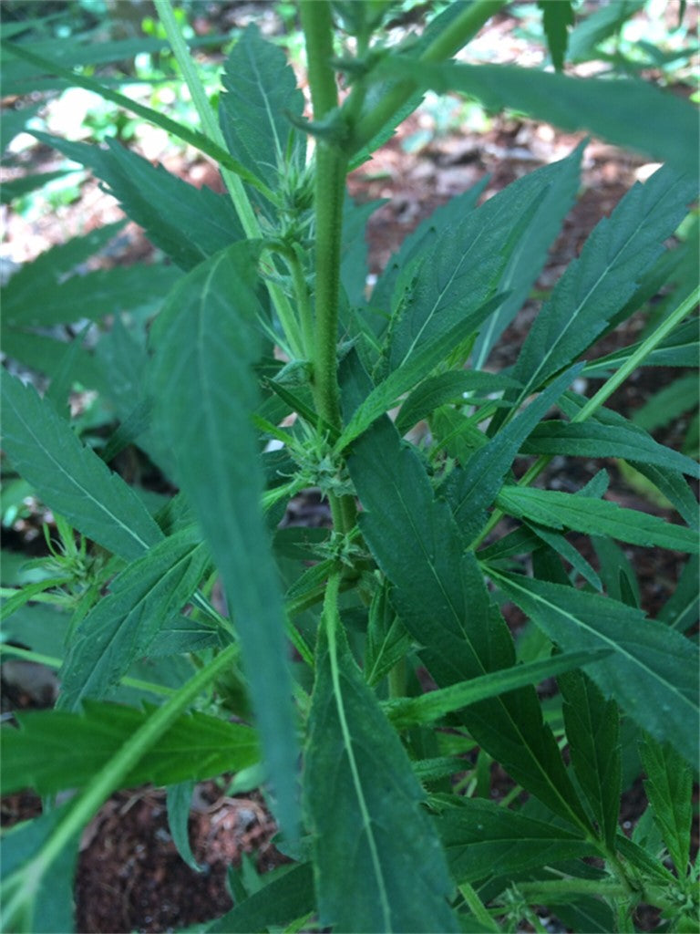 Jamaican Pearl marijuana strain flower with tropical and chemical flavor and creative / euphoric effects - Rare Harvest sativa