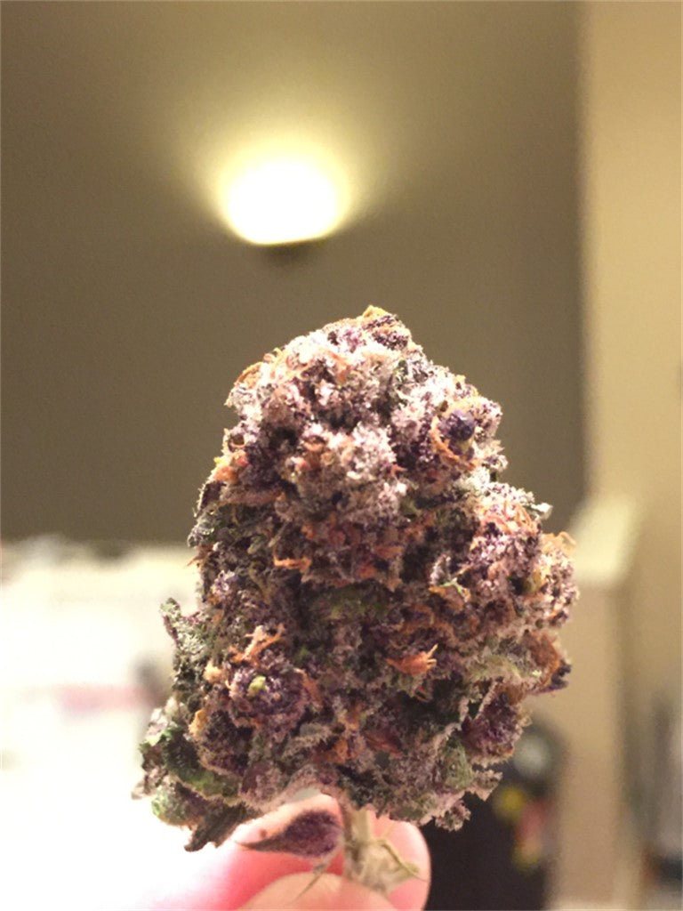 Jamba Juice marijuana strain flower with strawberry and diesel flavor and energetic / uplifted effects - Rare Harvest hybrid