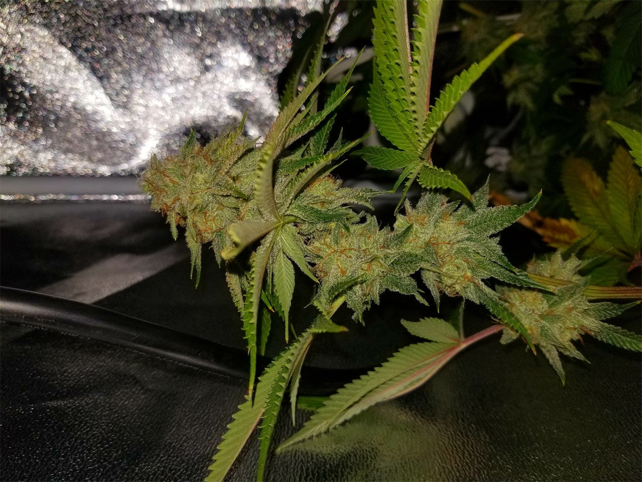 Jawa Pie marijuana strain flower with tobacco and lime flavor and sleepy / relaxed effects - Rare Harvest indica