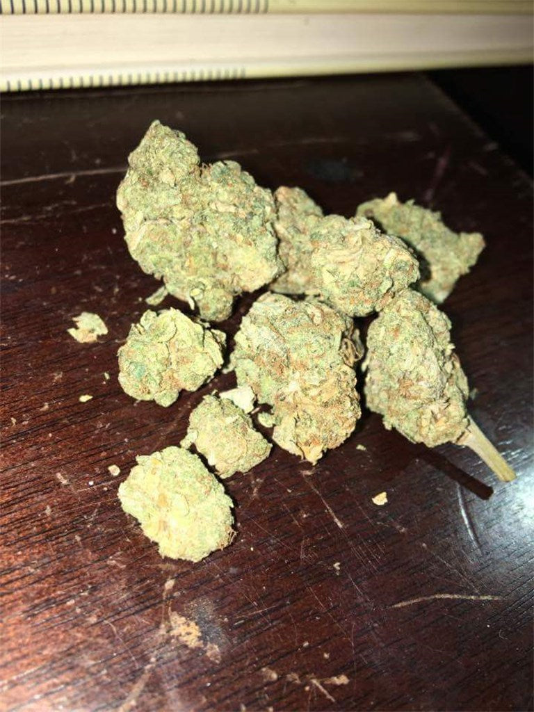 Jedi Kush marijuana strain flower with earthy and pine flavor and sleepy / relaxed effects - Rare Harvest indica