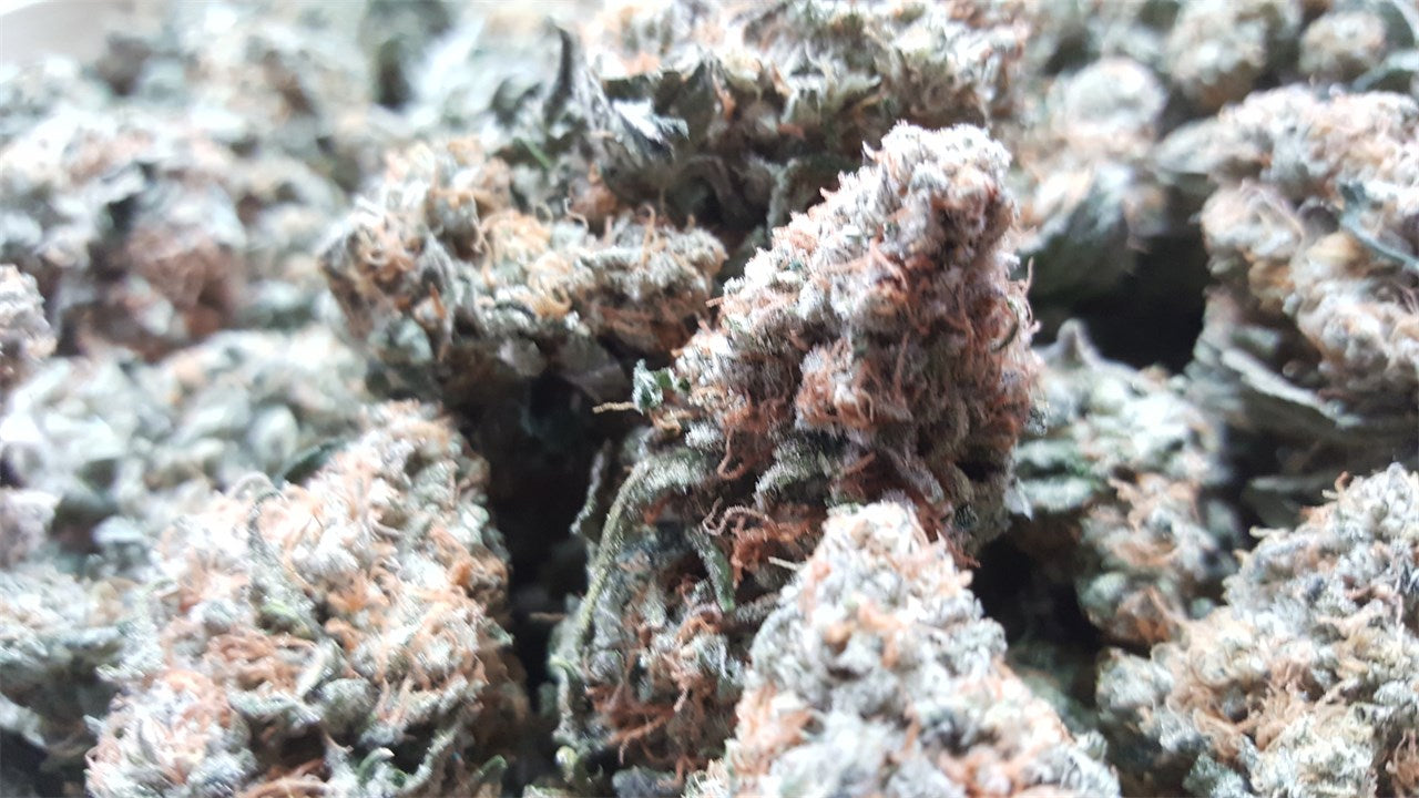 Jenny Kush marijuana strain flower with apricot and nutty flavor and uplifted / relaxed effects - Rare Harvest hybrid