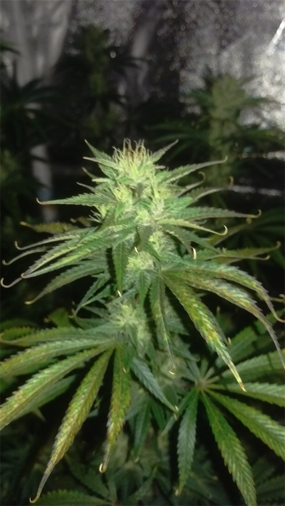Jesus marijuana strain flower with citrus and pine flavor and aroused / creative effects - Rare Harvest hybrid