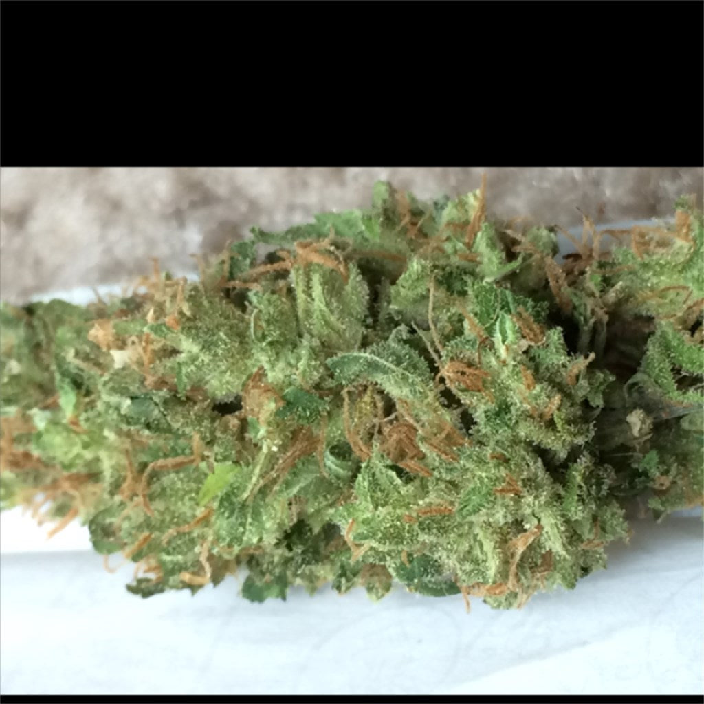 Jillybean marijuana strain flower with orange and citrus flavor and uplifted / happy effects - Rare Harvest hybrid