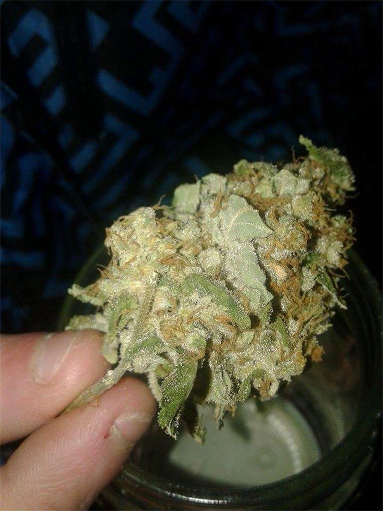Jock Horror marijuana strain flower with pineapple and berry flavor and energetic / euphoric effects - Rare Harvest sativa