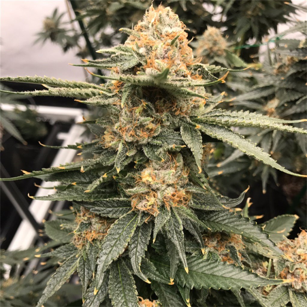 Jager marijuana strain flower with earthy and pungent flavor and relaxed / sleepy effects - Rare Harvest indica