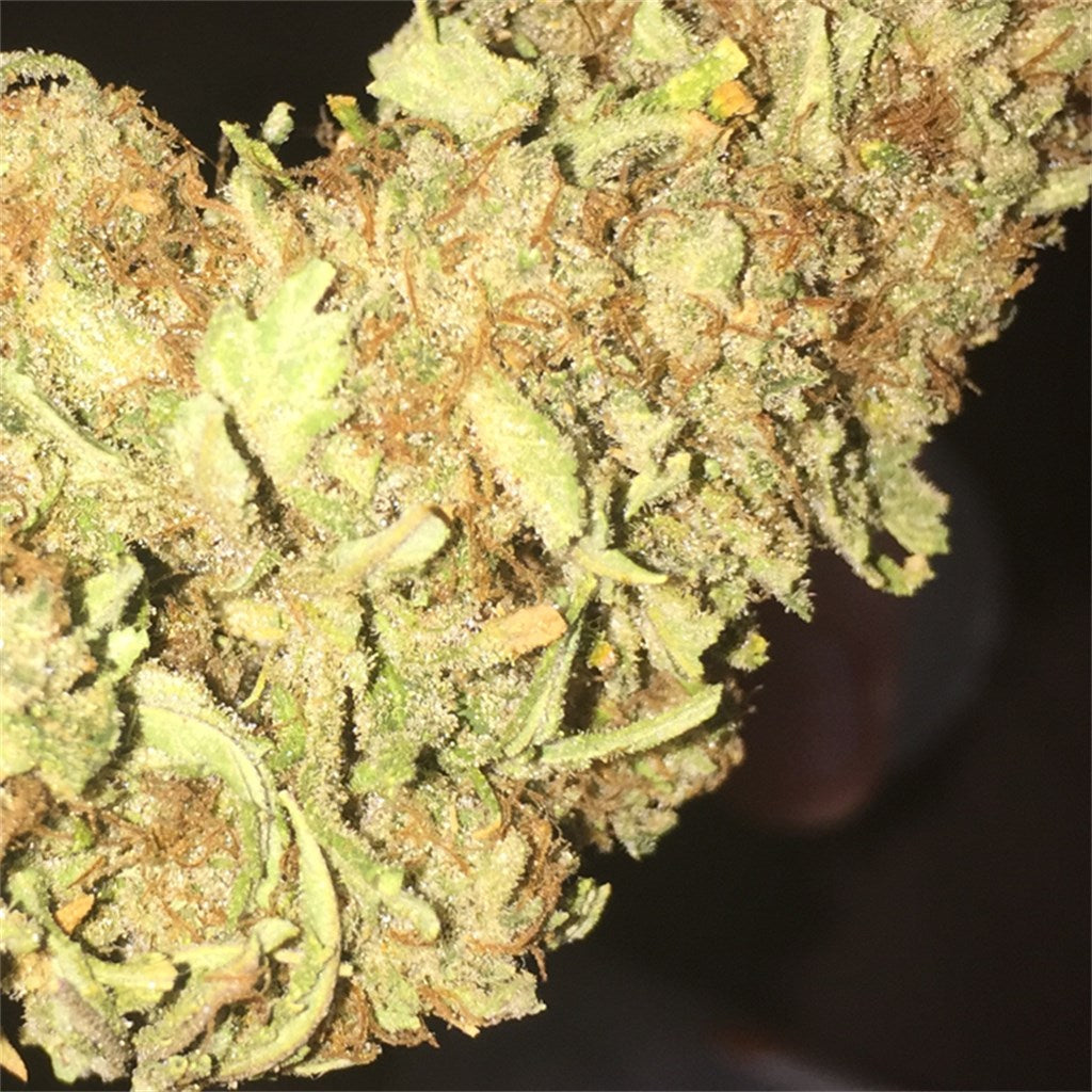 Juicy Fruit marijuana strain flower with tropical and plum flavor and happy / euphoric effects - Rare Harvest hybrid