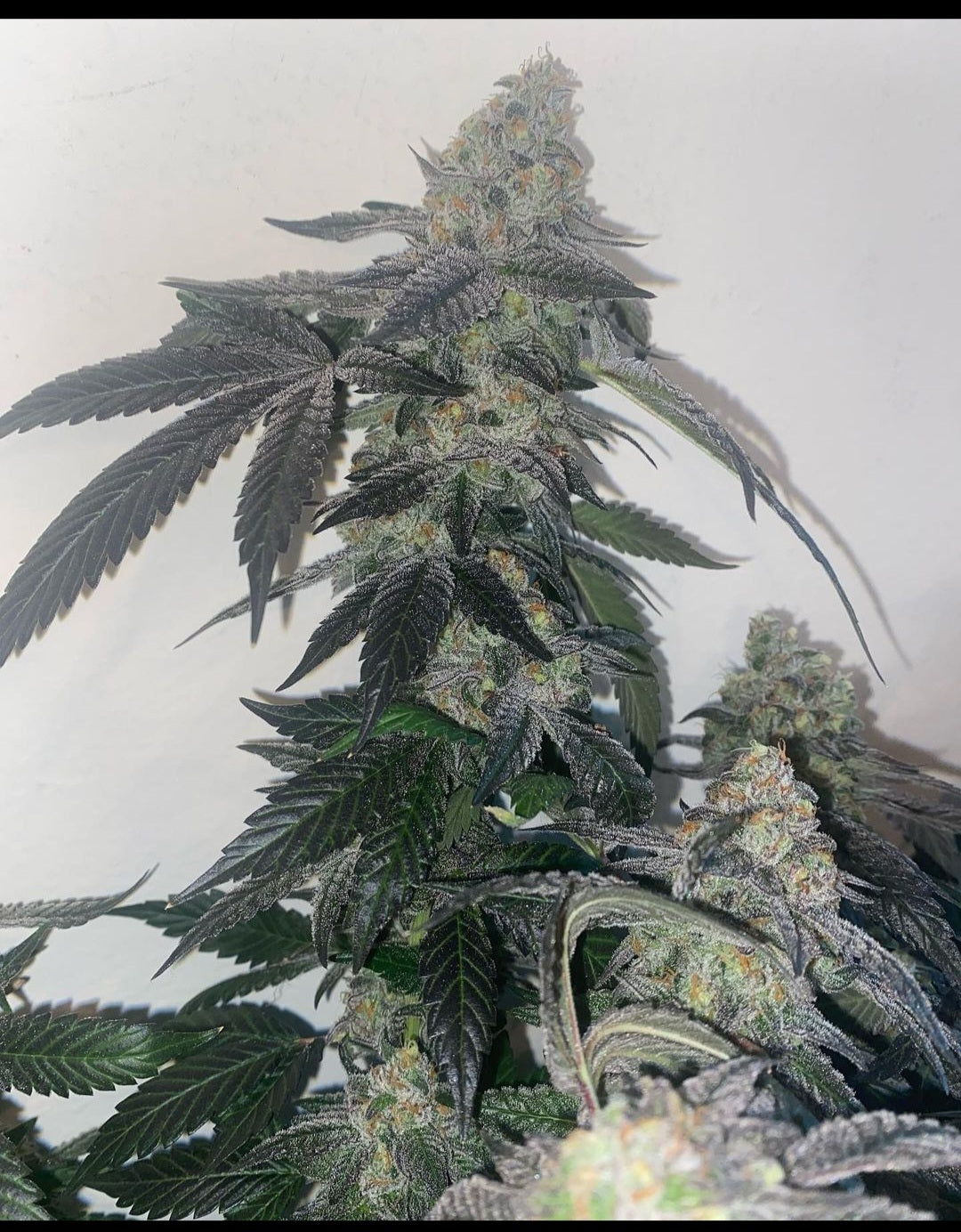 Unicorn Slippers marijuana strain flower with diesel and sweet flavor and hungry / sleepy effects - Rare Harvest indica