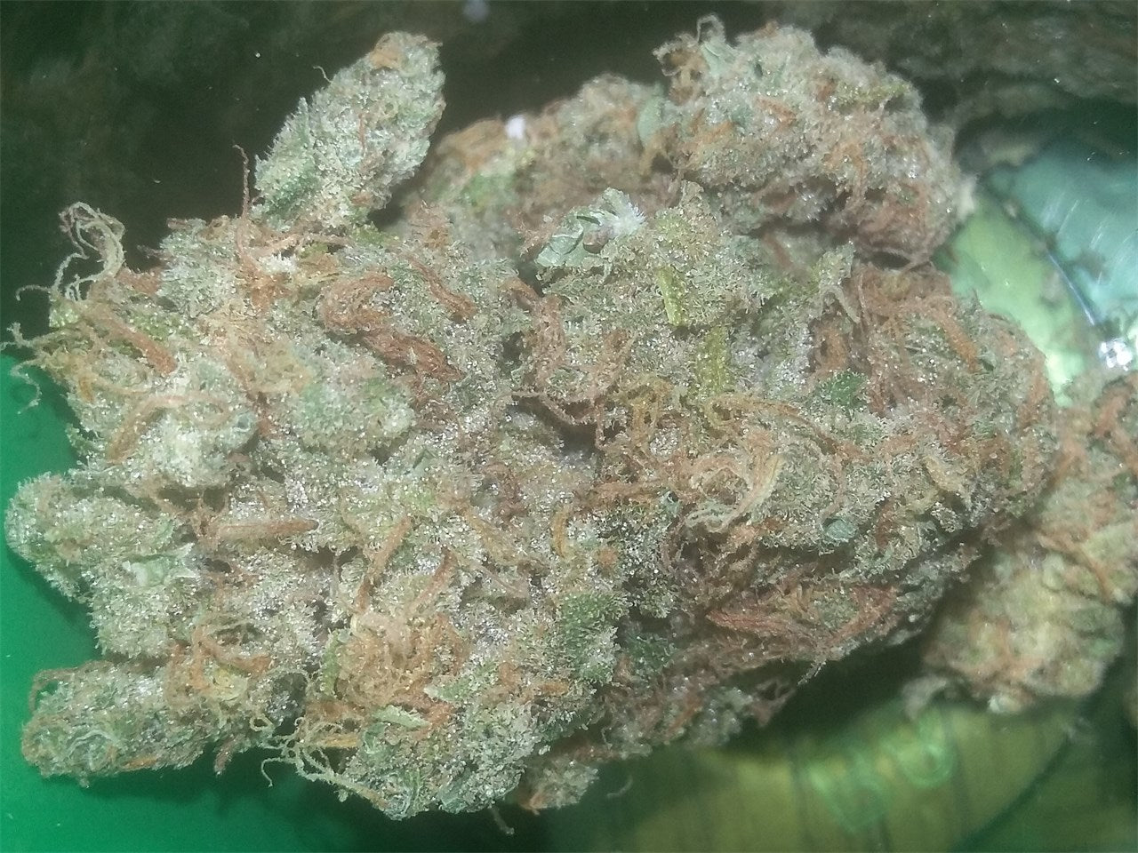 Kaboom marijuana strain flower with lemon and pine flavor and energetic / uplifted effects - Rare Harvest sativa