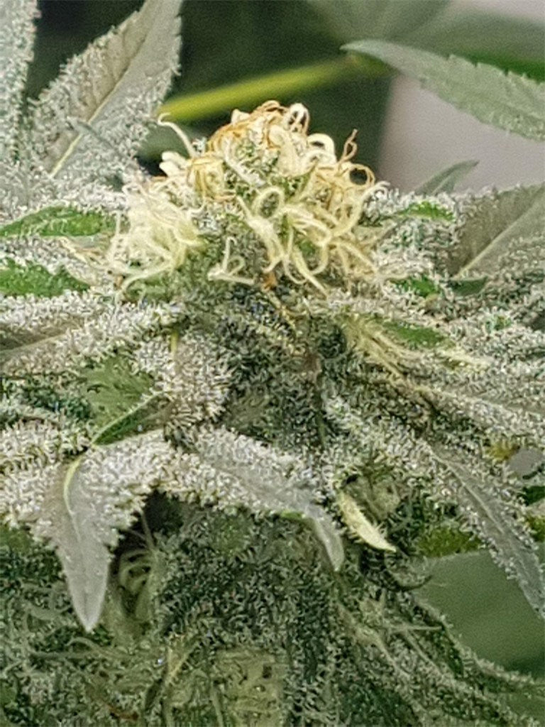 Kalashnikova marijuana strain flower with honey and mango flavor and focused / relaxed effects - Rare Harvest hybrid