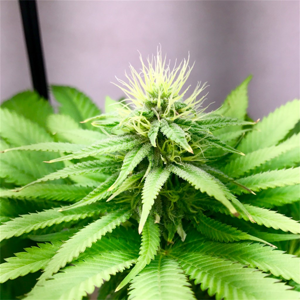 Kandy Kush marijuana strain flower with pear and sweet flavor and relaxed / hungry effects - Rare Harvest hybrid