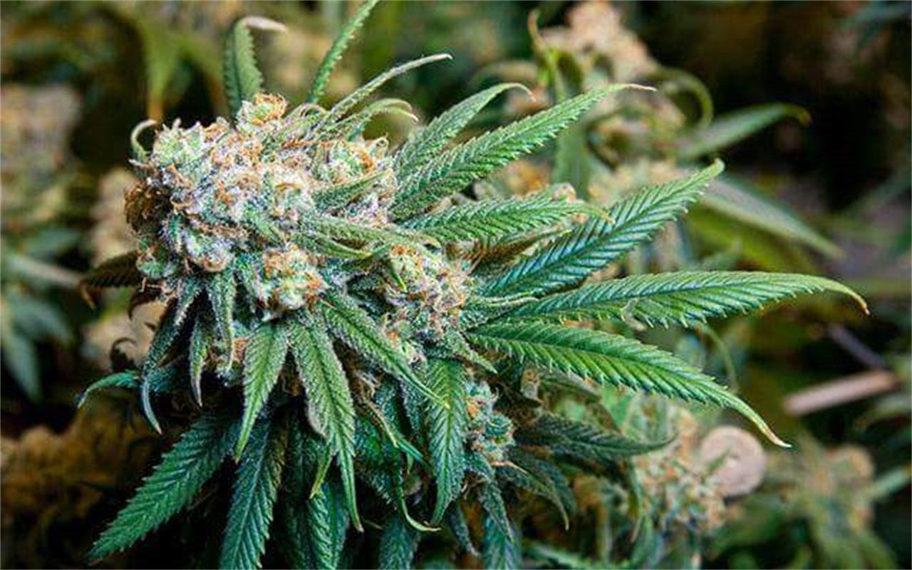 Kaptn’s Grand Dream marijuana strain flower and energetic / creative effects - Rare Harvest hybrid